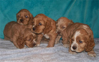 bianca litter2